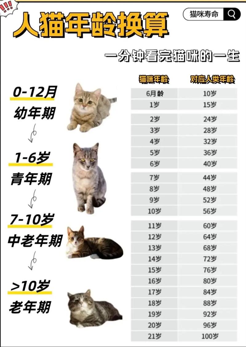 猫咪一般多少岁算老年?