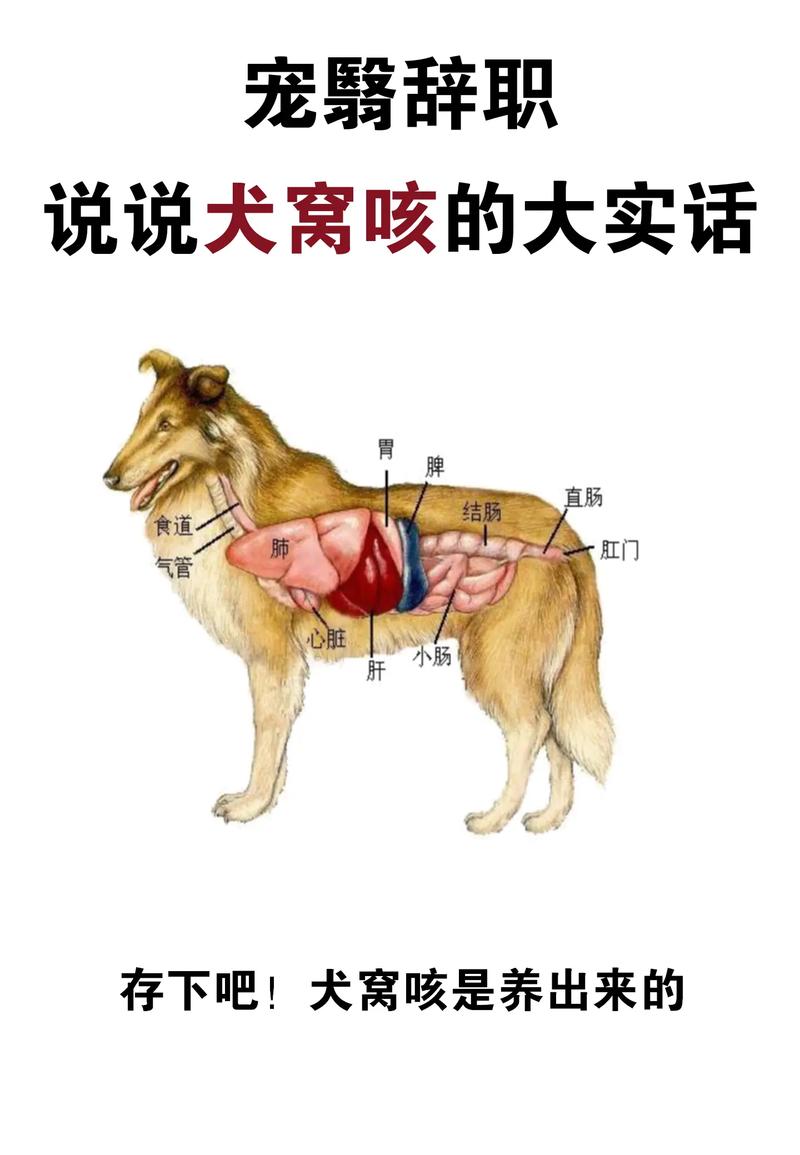 狗狗喉咙有痰怎么办