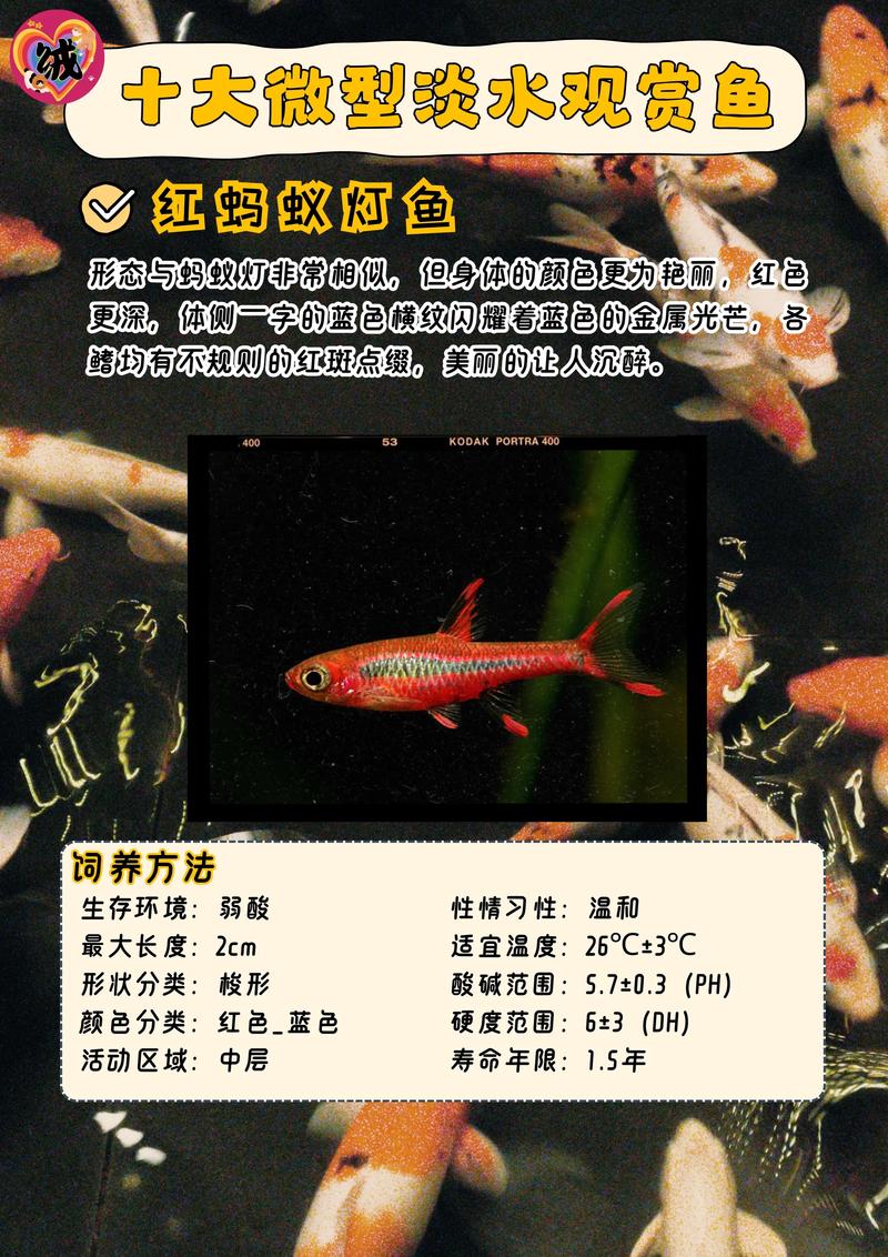10厘米小鱼缸养什么，10厘米的鱼缸适合养什么鱼？