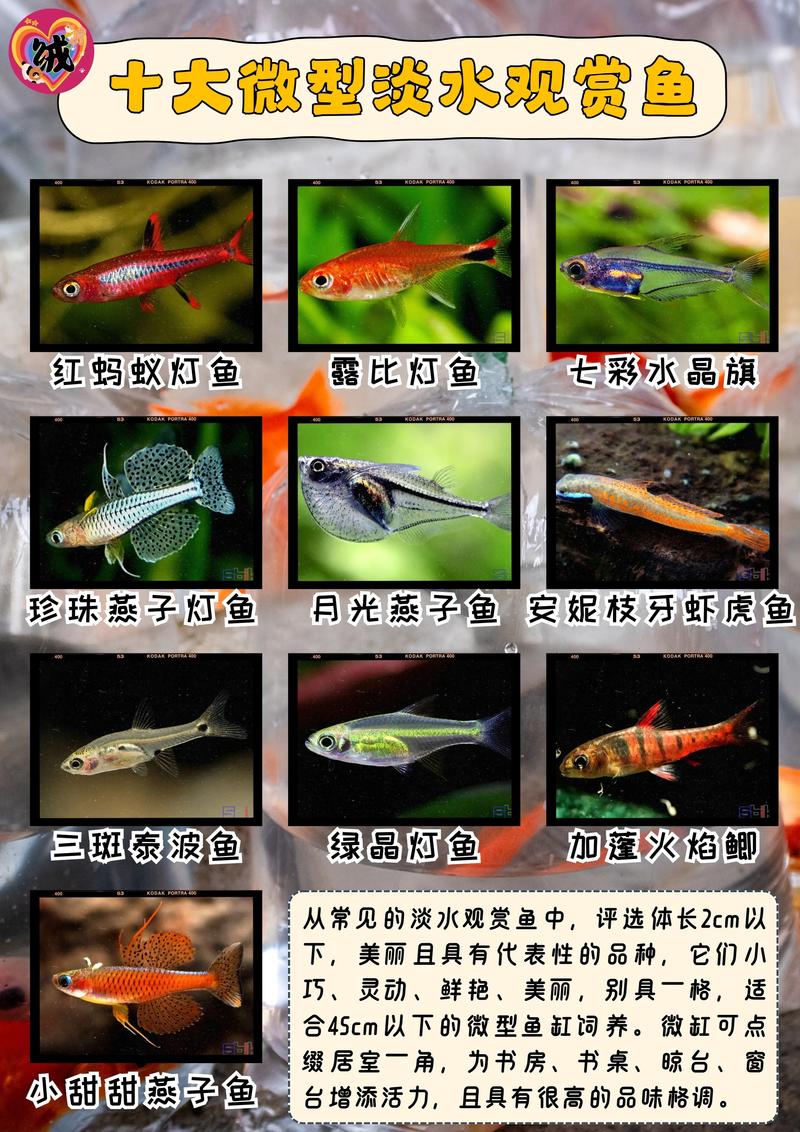 10厘米大小的锦鲤怎么饲养