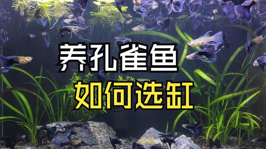 10cm浅水能养什么鱼