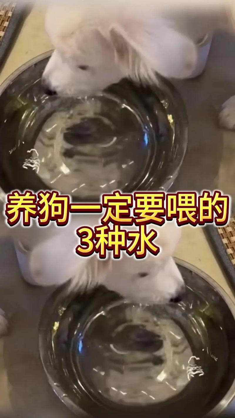 天冷了狗狗喝凉水好还是喝温水好