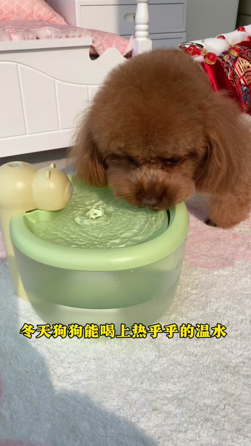 幼犬喝温水还是凉水