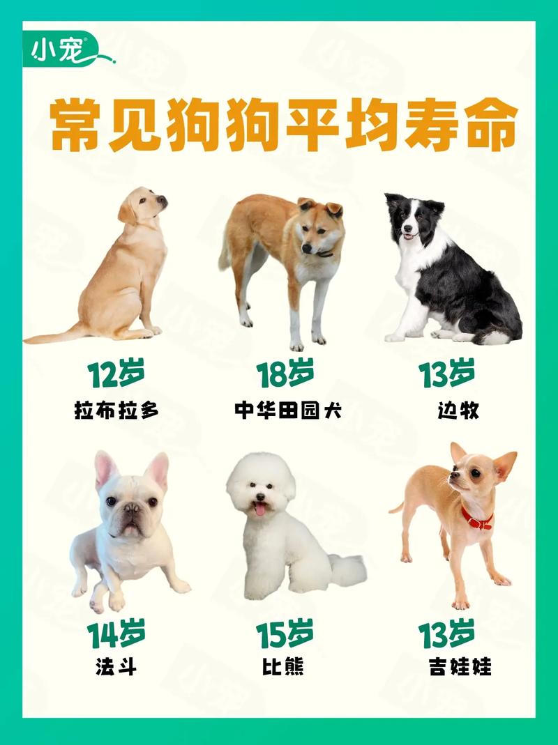 狗的寿命一般有多长