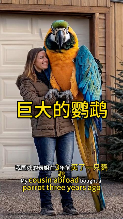金刚鹦鹉都有哪几种?价位都是多少?
