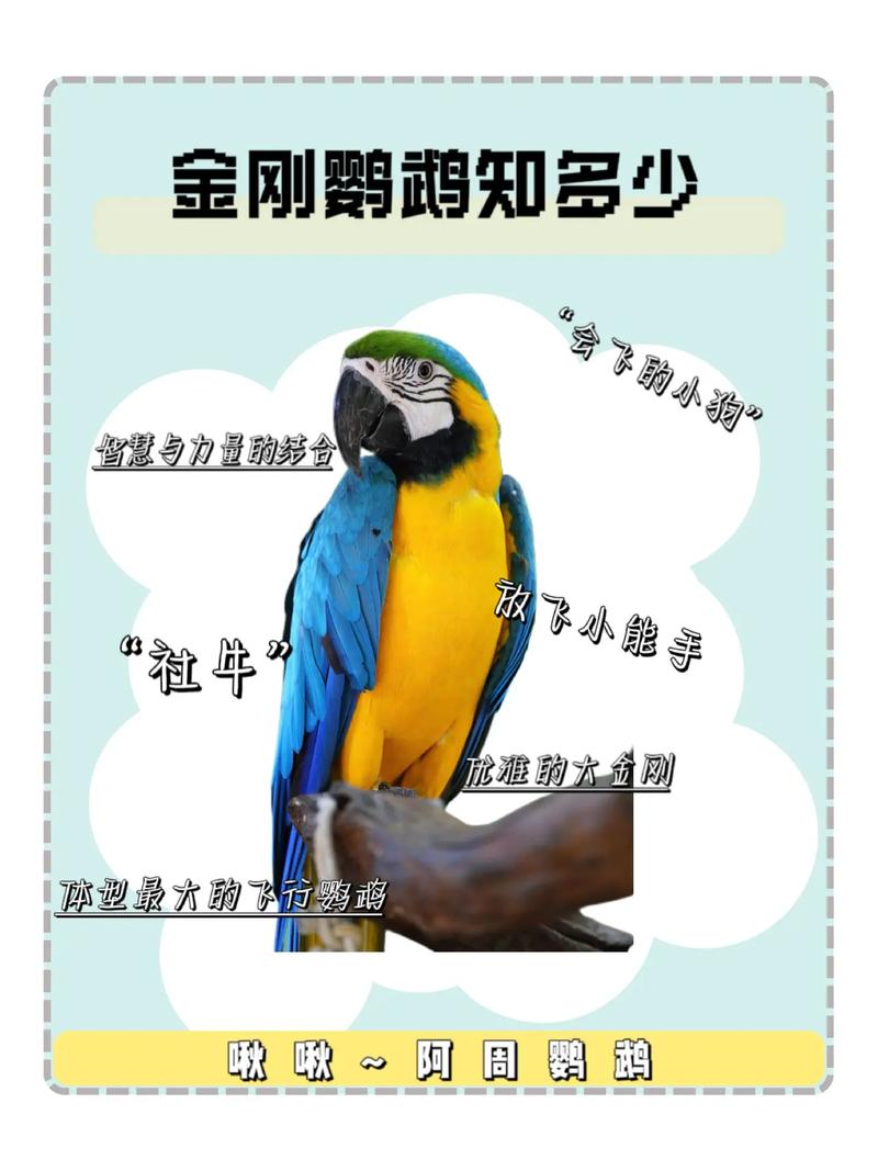 1000元可以买什么中大型鹦鹉谢谢了,大神帮忙啊