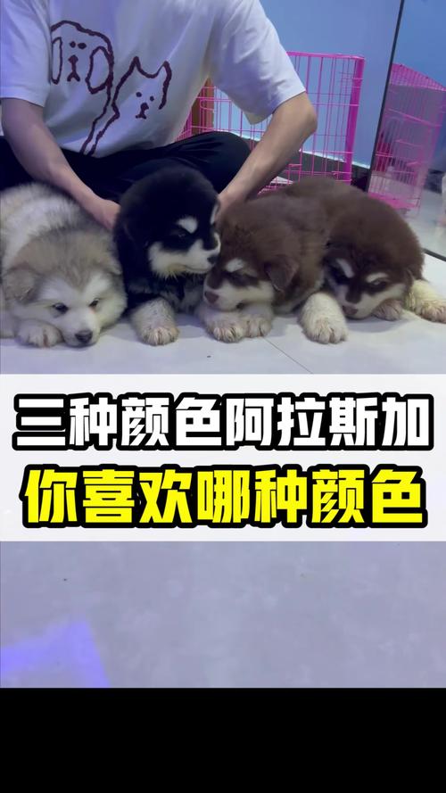 阿拉斯加颜色