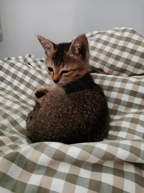 中华雀猫贵么
