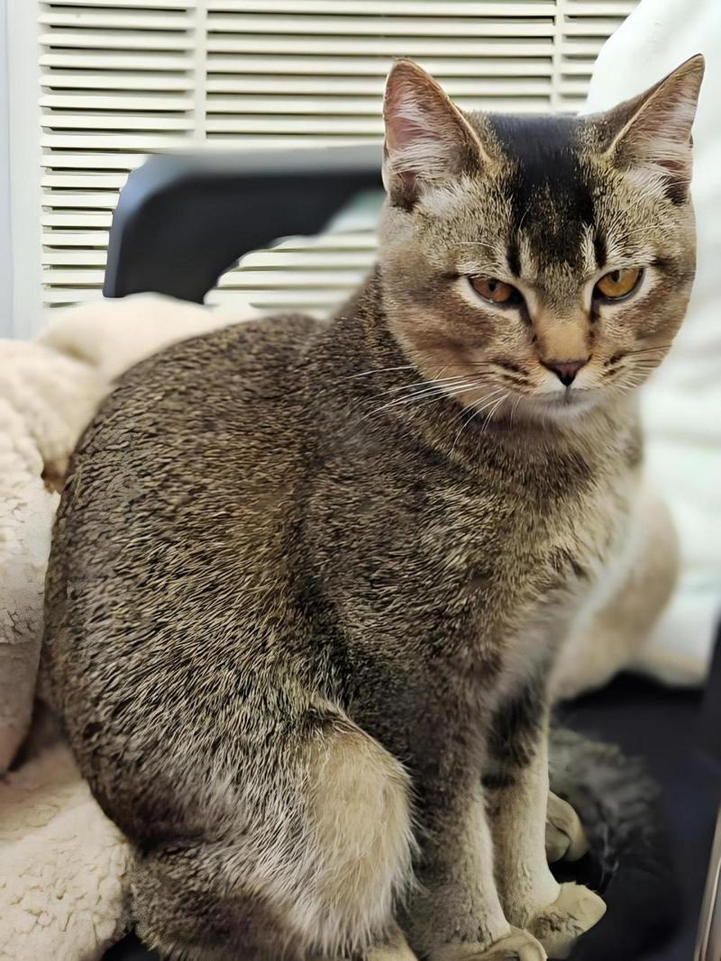 龙猫多少钱一只啊