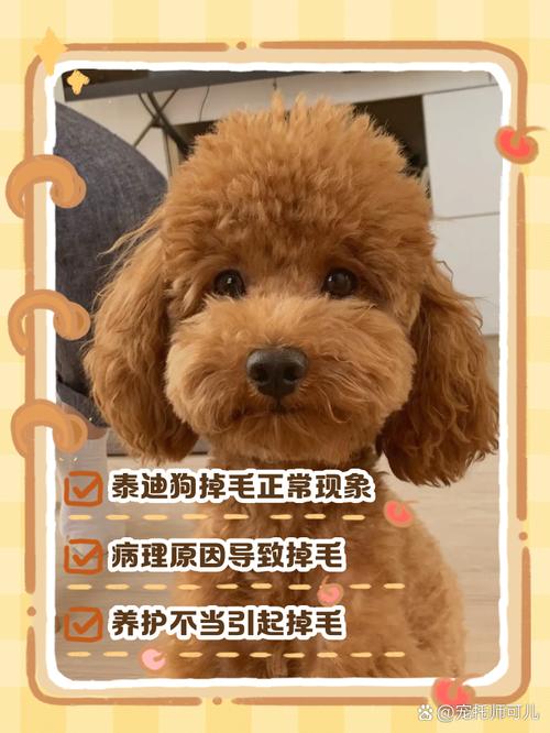 泰迪狗耳朵掉毛的原因是什么