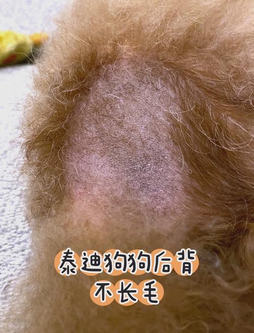 泰迪狗狗耳朵掉毛怎么办?