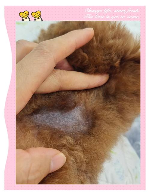 狗狗耳朵掉毛秃了怎么治疗