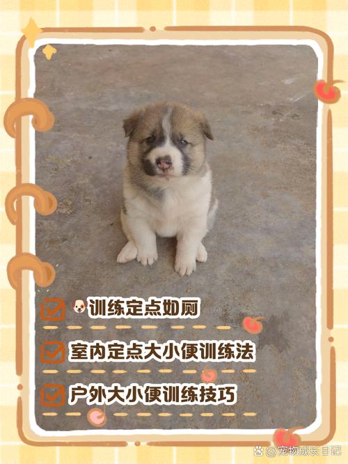 如何训练小土狗?