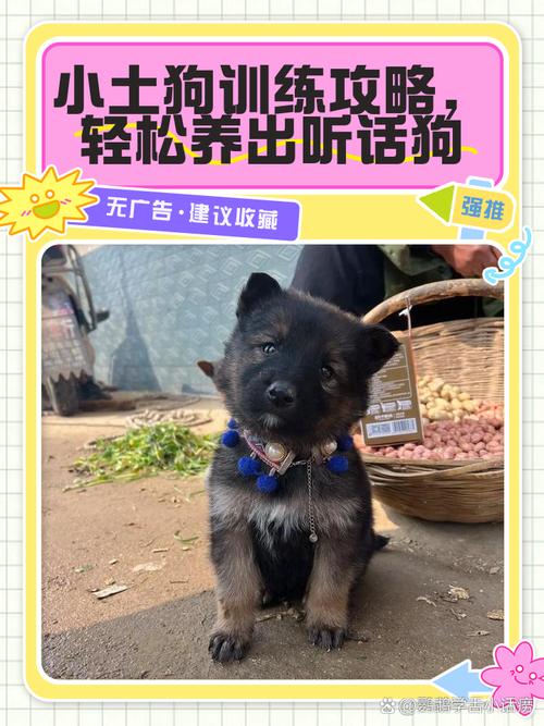 小土狗怎么训练才听话