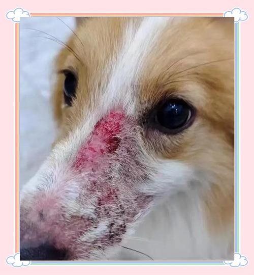 狗狗鼻子破皮了怎么办？狗鼻子破皮了是怎么回事？