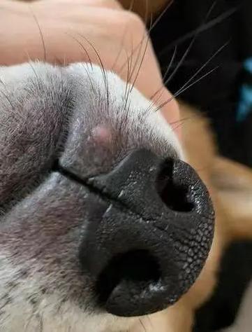 拉布拉多犬的鼻子发红破皮怎么处理