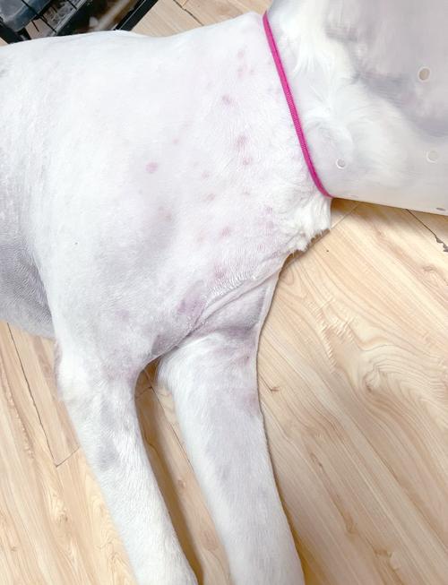 狗狗鼻子破皮了怎么办