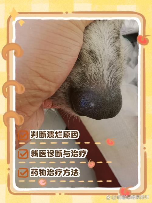 狗狗鼻子破皮