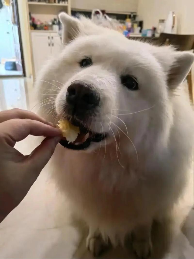 萨摩耶可以吃米饭吗