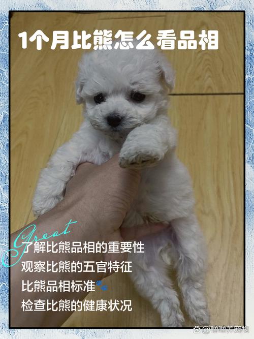 比熊犬一般多少钱一只