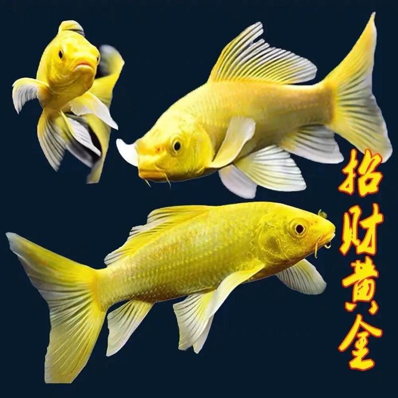 黄金锦鲤为什么咬鱼