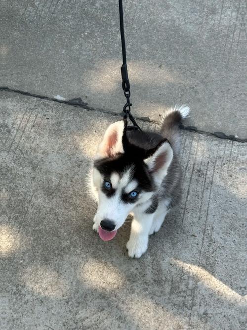 八个月的哈士奇多少钱，8个月哈士奇属于成犬了吗？