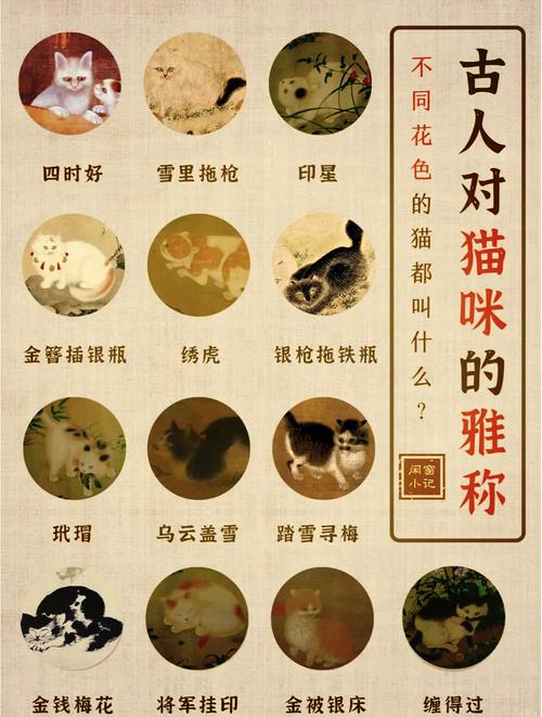 招财不俗气的猫咪名字,猫咪吉利又好听的名字?