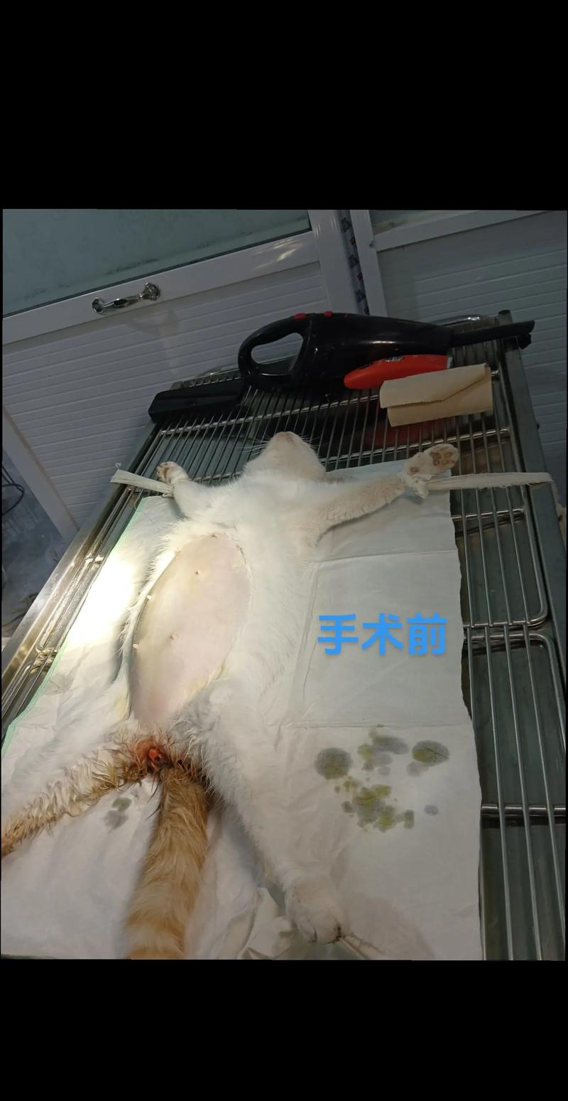 猫咪剖腹产后注意事项，猫咪剖腹产后注意事项和饮食？