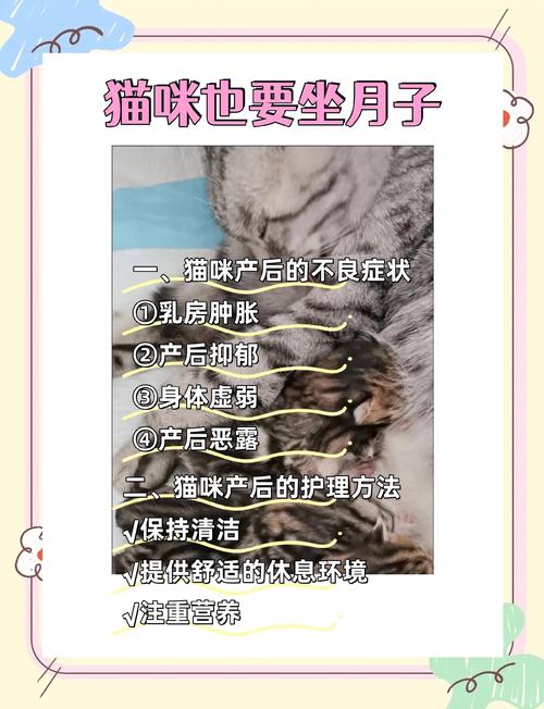 猫咪剖腹产后要注意什么?