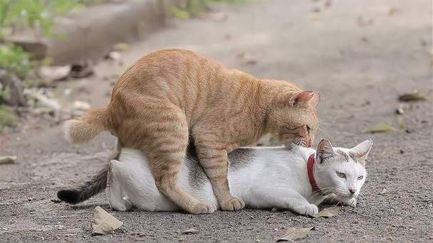 四个月猫咪会发情吗，四个月猫咪会发情吗