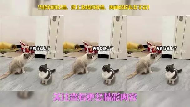 猫会在多大的时候发情,有哪些注意事项?