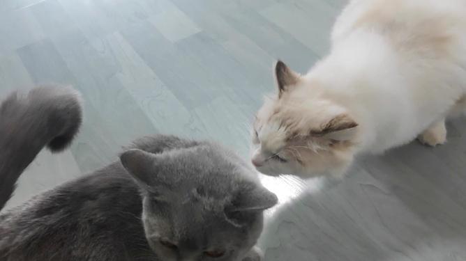 猫咪发情期是什么时候?