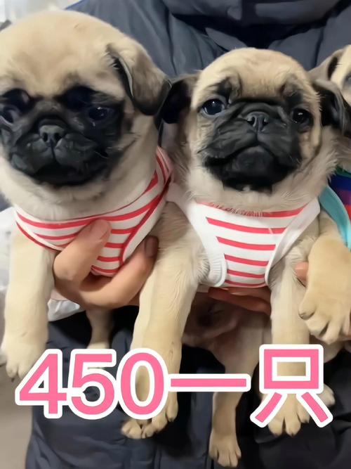 八哥犬买什么颜色好