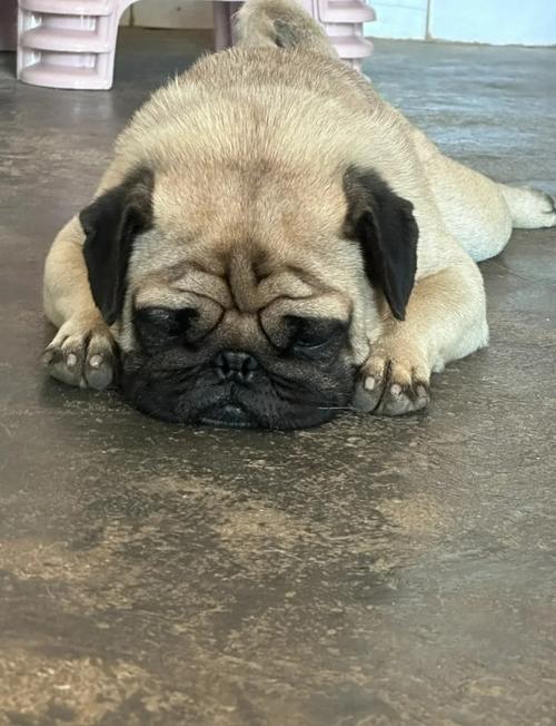 八哥犬喜欢什么颜色的狗盆