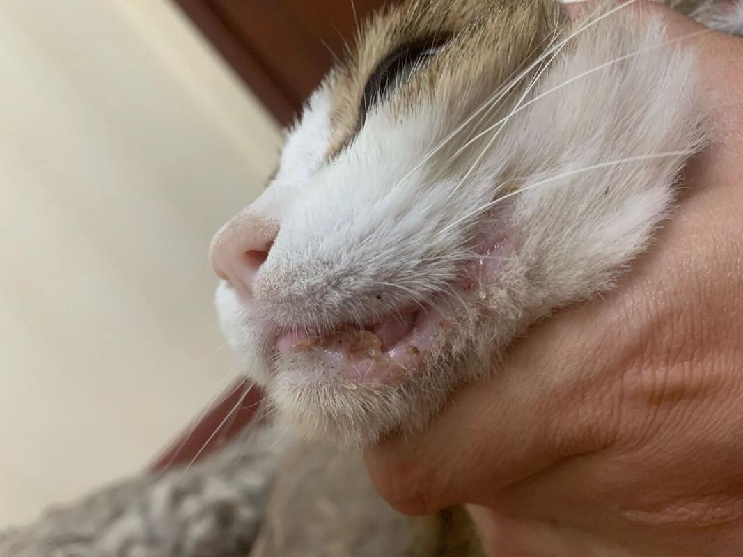 help、这只小猫嘴角烂了,是什么病啊。有人能看出这只可怜的小猫多大了...