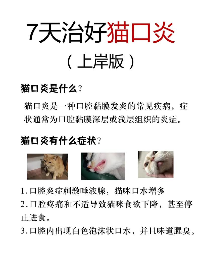 猫咪上嘴唇摔烂了怎么办(猫咪嘴唇破了)