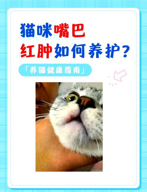 猫咪嘴巴烂了吃不下东西怎么办?