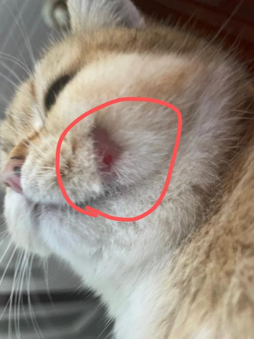 猫上嘴唇溃疡出血,已经一个多月了,越来越严重,不知道是外伤还是皮_百度...