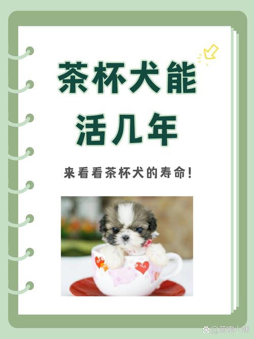 纯种茶杯犬多少钱一只