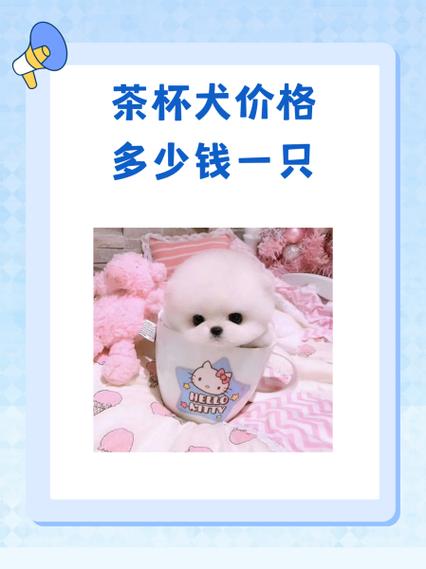 这只茶杯犬是什么类型的狗?大概多少钱