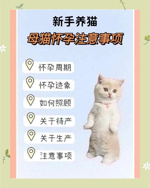 猫咪怀孕了需要注意什么?
