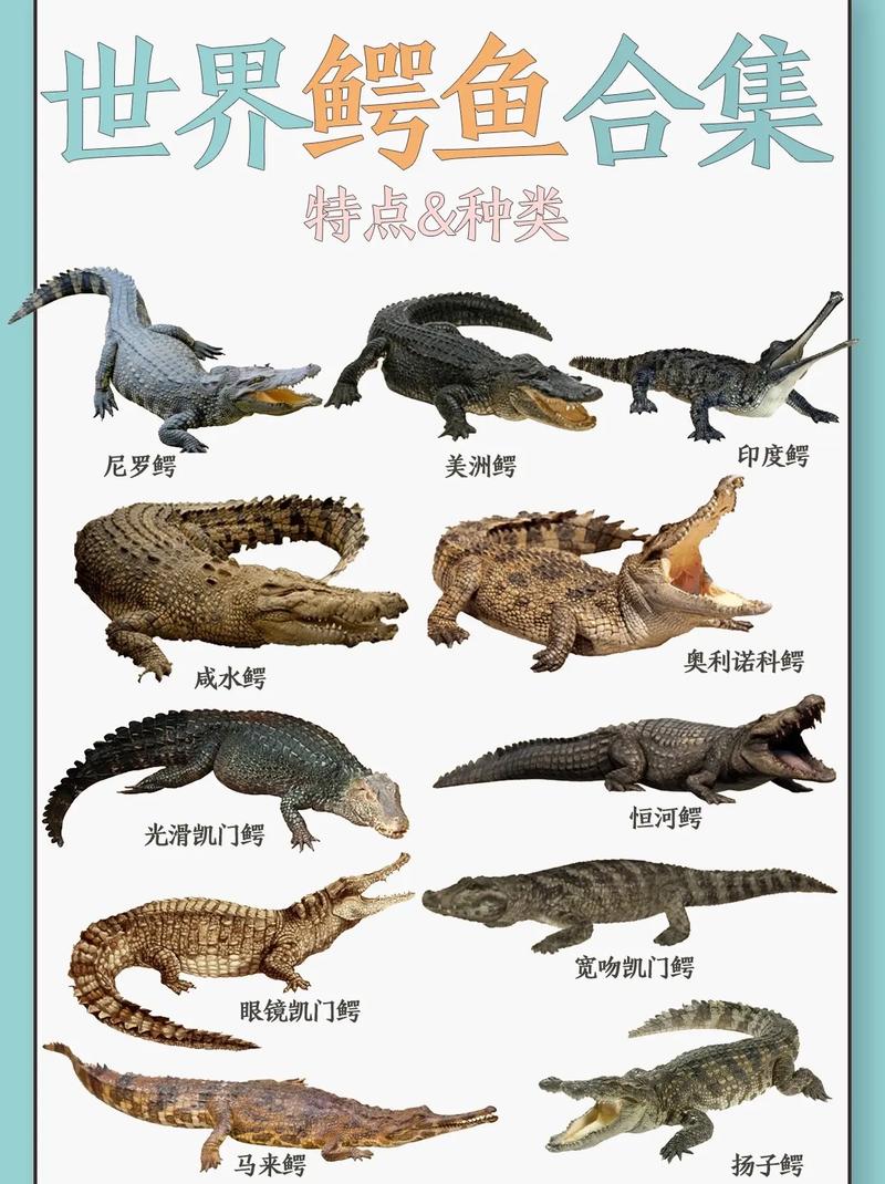 什么鳄鱼最厉害