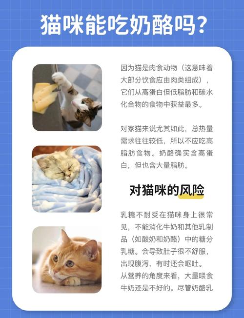 猫咪能吃鲜奶酪吗为什么