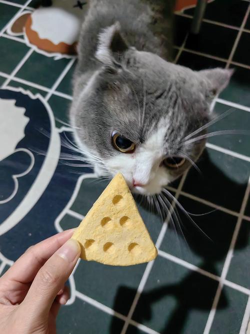猫能不能吃奶酪