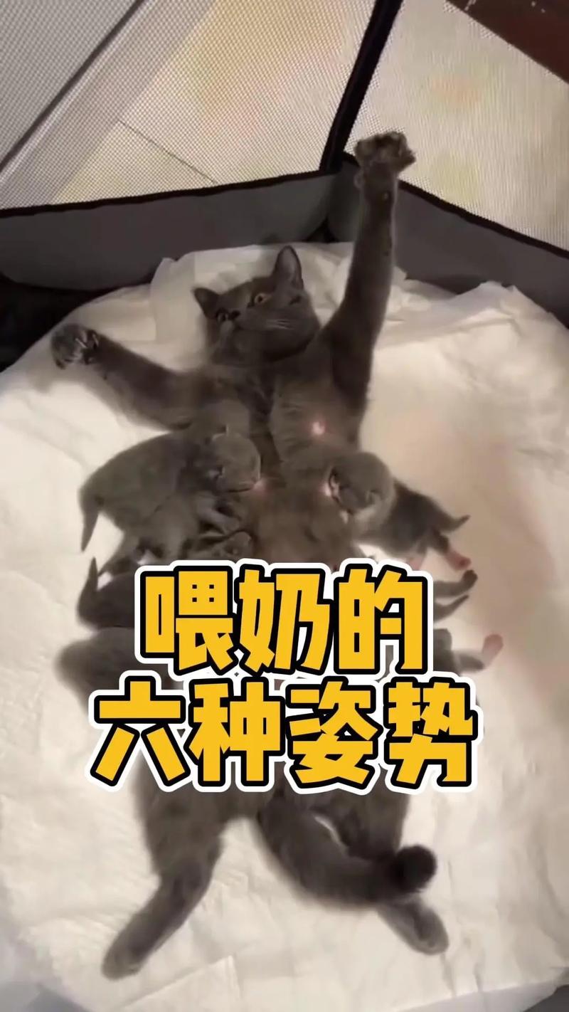 为什么不建议给猫咪吃奶酪棒?