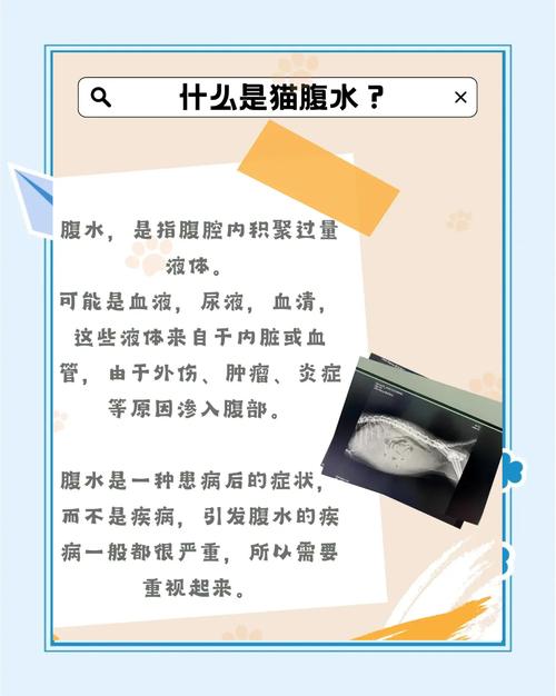 猫咪腹水怎么办，猫咪腹水怎么回事？
