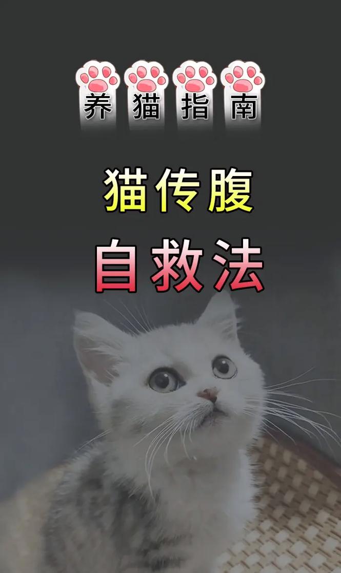 猫如何排腹水