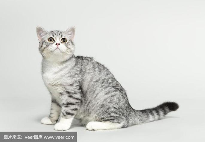 灰色的猫咪是什么品种