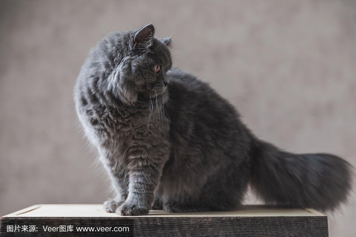 我想知道我家灰色的长毛猫是什么品种的?