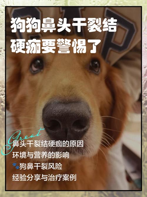 狗鼻子上面干裂有结痂怎么办?